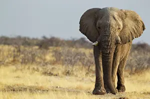 Imposing: African Elephant - old bull on his way to a waterhole