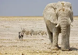 Karl Terblanche: African Elephant - with Oryx and Zebra in the background