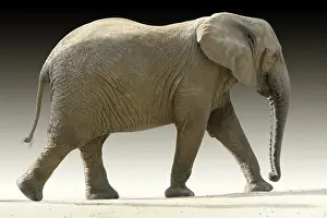 Isolated: African elephant partly isolated in gradient back