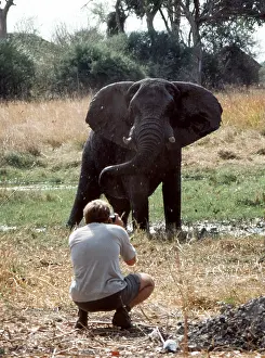 Photographers: African Elephant and photographer