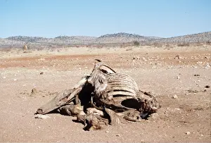 Carcasses: African ELEPHANT - Poached, skeleton / Carcass