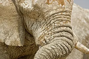 Winkles: African Elephant - Portrait close up of trunk and eyes