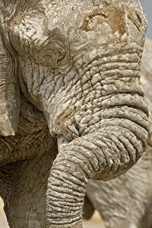 Winkles: African Elephant - Portrait close up of trunk and eyes