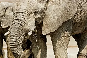 Shoulder: African Elephant - Portrait while drinking - head