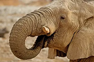 Whilst: African Elephant - Portrait whilst drinking