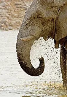Whilst: African Elephant - Portrait whilst spraying mud