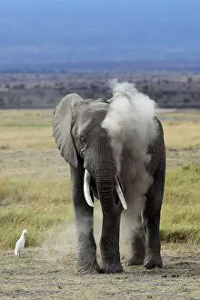 Throwing: African Elephant powdering himself with dust