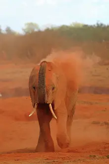 Throwing: African Elephant powdering himself with dust