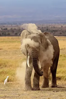 Temperature: African Elephant powdering himself with dust