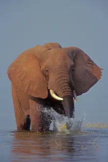 Kariba: African Elephant - Pulling up grass growing along