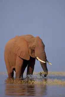 Kariba: African Elephant - Pulling up grass growing along