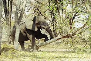 Power: African ELEPHANT - pushing down tree