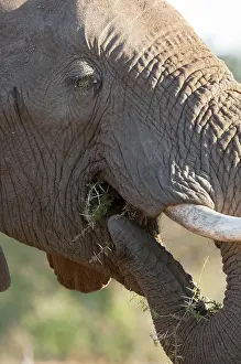 Putting: African Elephant - putting food in mouth