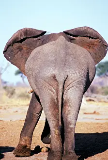 Veins: African ELEPHANT rear view
