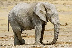 Karl Terblanche: African Elephant - at rest with a tracking collar