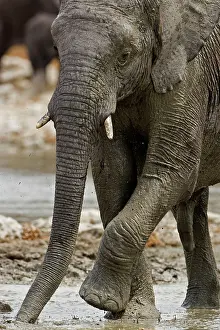 Karl Terblanche: African Elephant - rubbing its front legs
