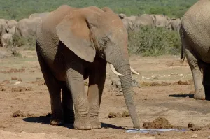 Faeces: African Elephant scenting puddle of urine deposited