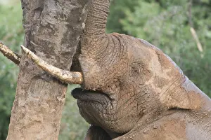 Scratches: African Elephant scratches against tree