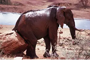 Scratching: AFRICAN ELEPHANT - scratching bottom on rock