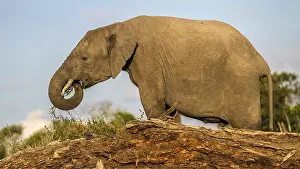 Roots: African Elephant shaking soiil from grass roots