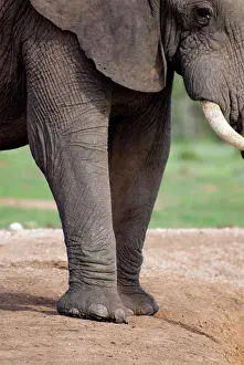Toes: African Elephant showing front feet and nails