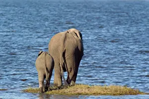 Sides: African Elephant - back sides of a cow with calf