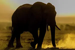 Kicking: African Elephant silhouette kicking the