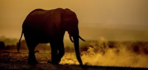 Kicking: African Elephant silhouette kicking the