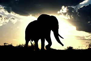 Silhouettes: African Elephant - silhouetted against sunset