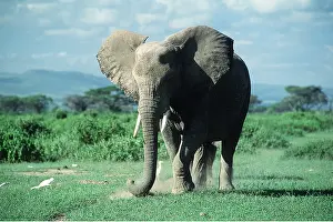 Bulls: AFRICAN ELEPHANT - single