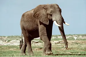 Bulls: AFRICAN ELEPHANT - single