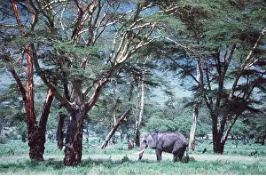 Acacias: AFRICAN ELEPHANT - single, in Acacia forest