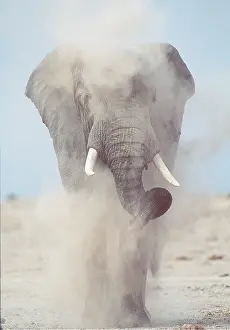 Cleaning: African ELEPHANT- single bull / male dust bathing