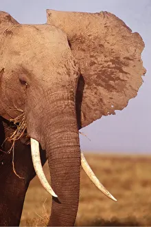 Temperature: AFRICAN ELEPHANT - Single Bull showing tusks