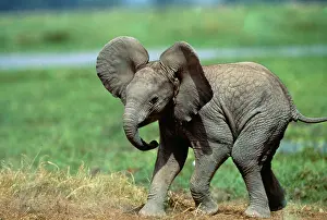 Ears: African Elephant - single calf
