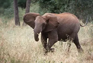 Charging: African ELEPHANT - single charging