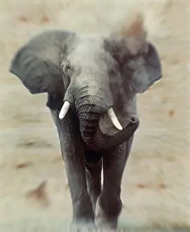 Speed: African Elephant - single, charging, head-on