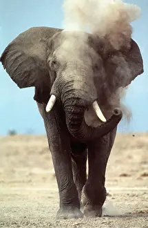 Blowing: African ELEPHANT - single, dust bathing