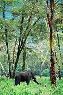 Acacias: African Elephant - single feeding in Acacia forest