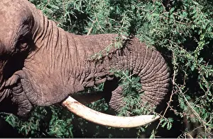 Flexible: AFRICAN ELEPHANT - single feeding, close-up of trunk