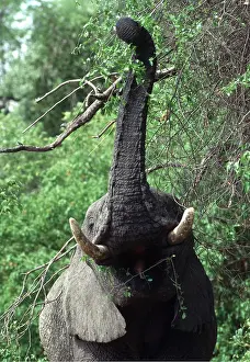 Reaching: African ELEPHANT - single, feeding on leadwood