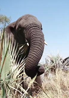 Palms: AFRICAN ELEPHANT - single, feeding on palm