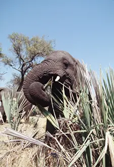 Palms: African ELEPHANT - single, Feeding on Palm