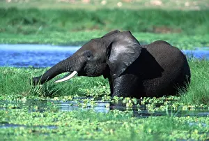 Ferrero Labat: African Elephant - single feeding in swamp