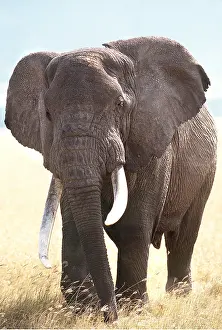Tusks: African ELEPHANT - single, with long tusks