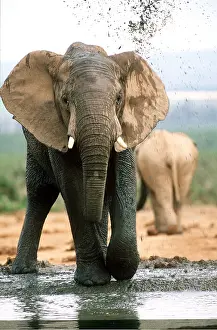 Cooling: AFRICAN ELEPHANT - single, mud bathing