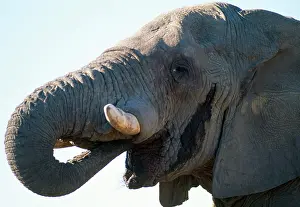 Musth: African ELEPHANT - single, in musth