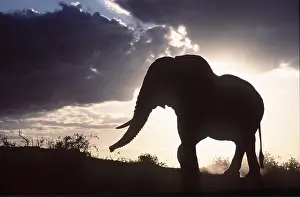 Leadership: African ELEPHANT - single, silhouette