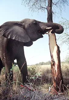 Destructive: AFRICAN ELEPHANT - single, Stripping bark of Red