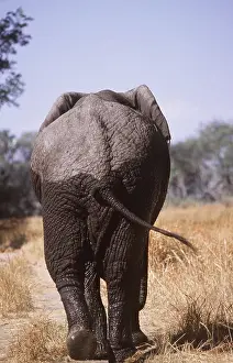 Dirty: AFRICAN ELEPHANT - single, back view
